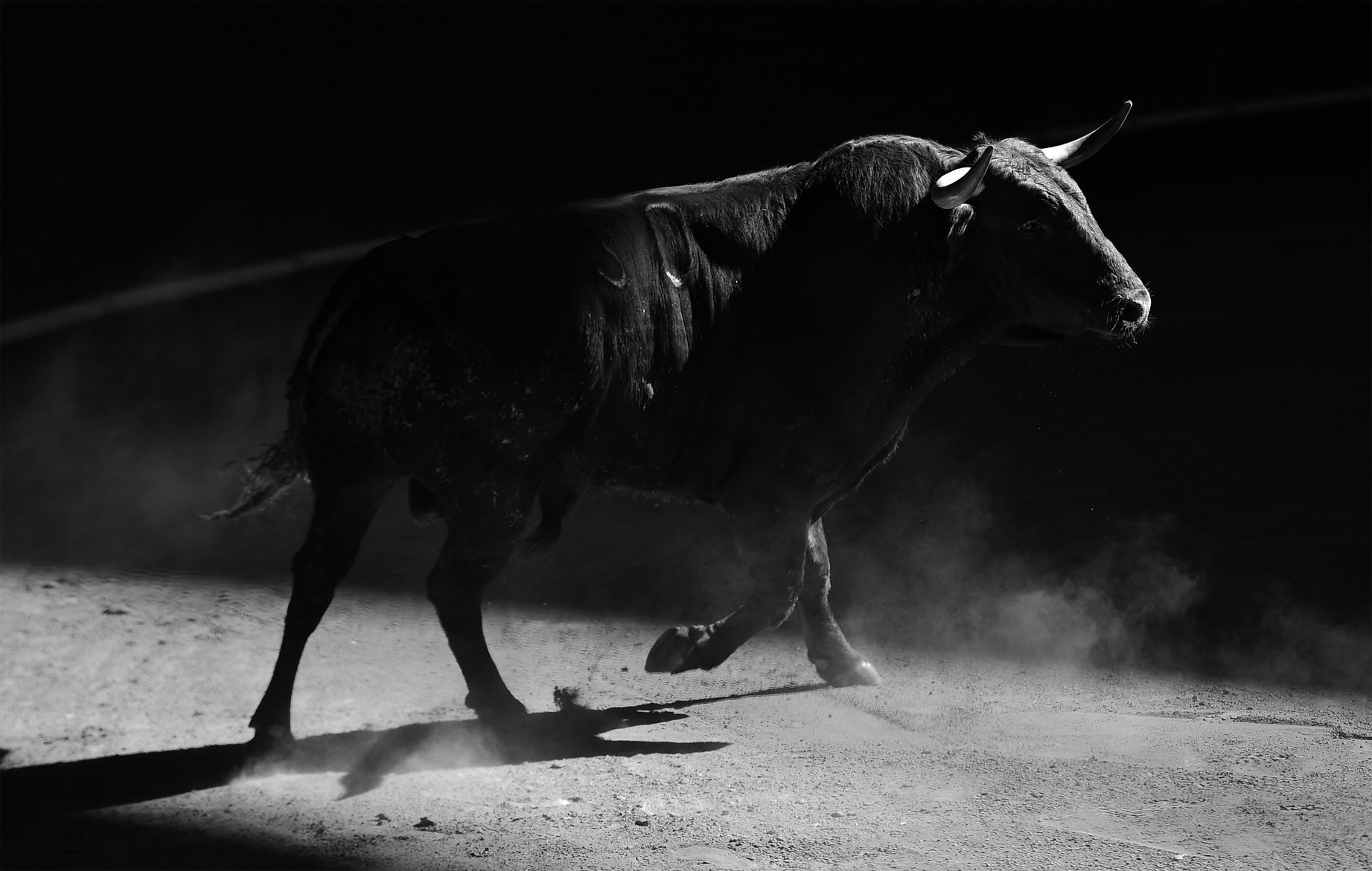 Black bull