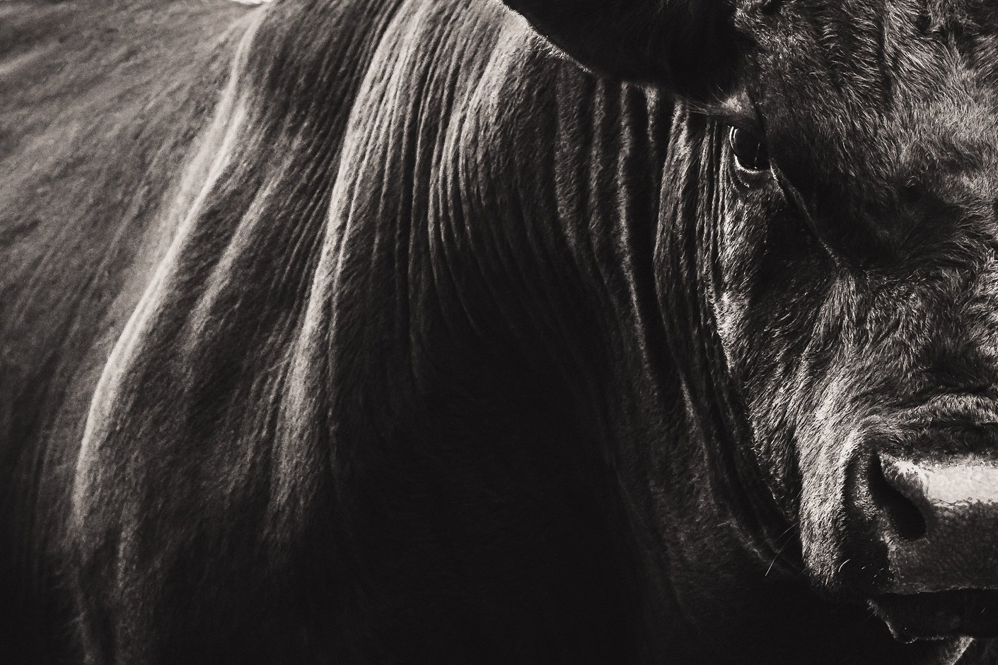 Big Black Angus bull closeup