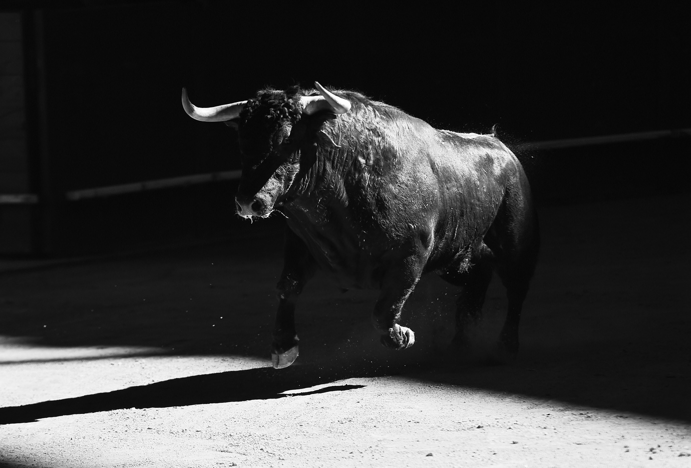 Angry bull