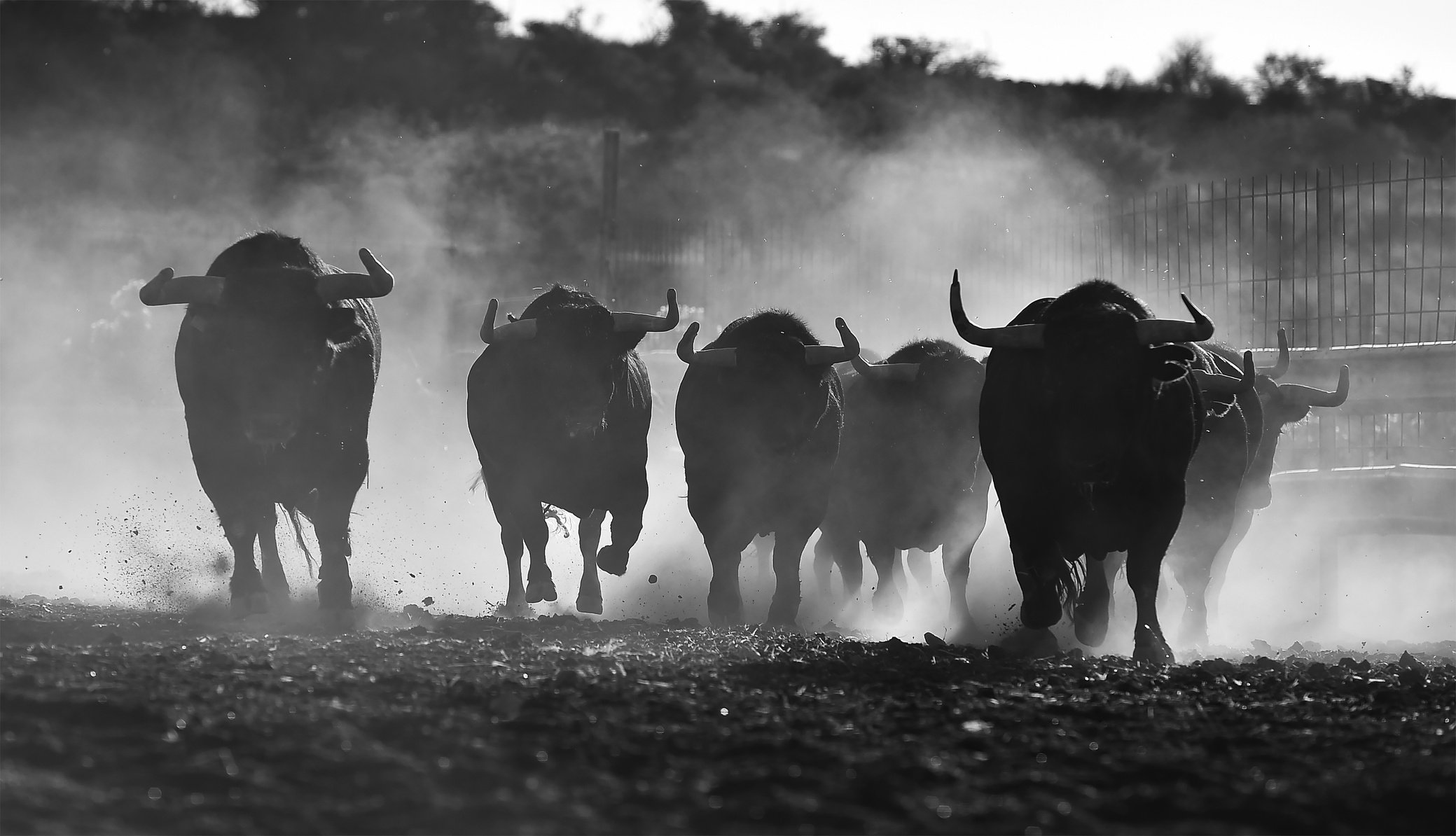 bulls